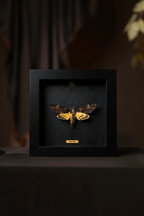 Rempire Dead head butterfly